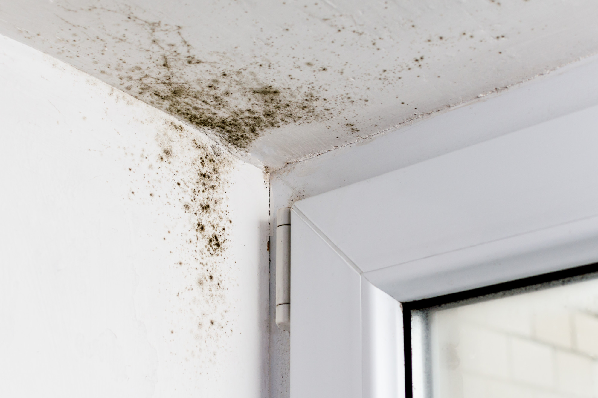 The Surprising Ways Indoor Mold Can Impact the Health of Your Child