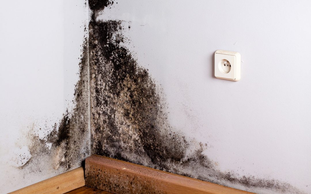 3 Things You Should Know Before Hiring Mold Remediation Services