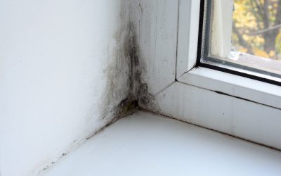 Should I Get a Mold Inspection When Buying a House?