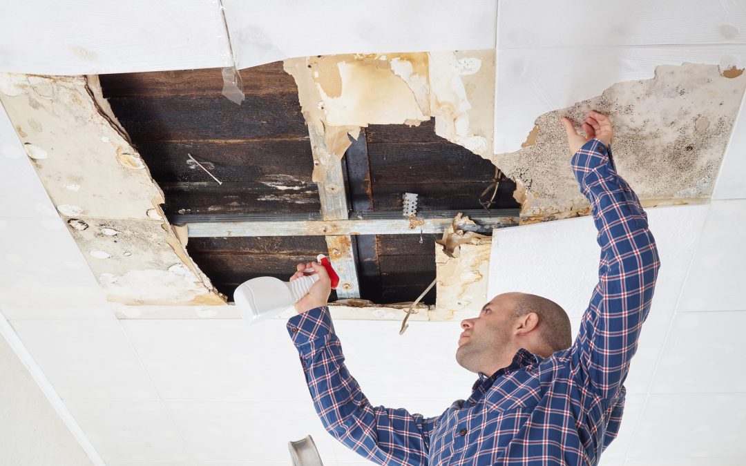 Taking A Look At The Importance And Benefits Of Testing For Mold In The Home
