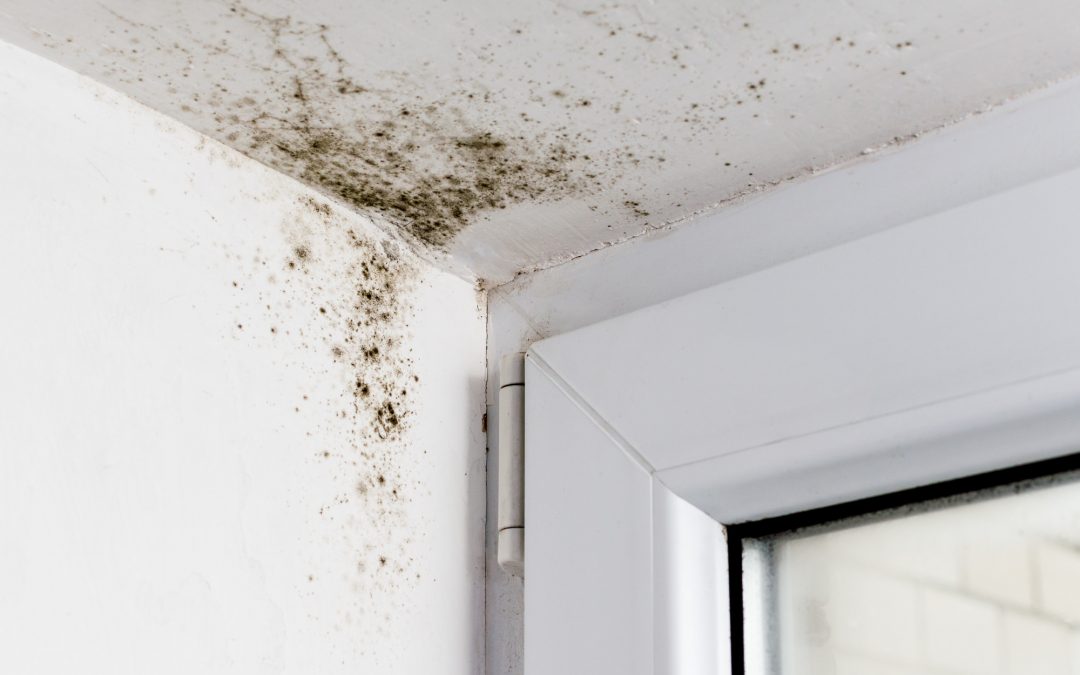 how to check for mold in walls