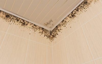 Top 3 Sure Warning Signs of Black Mold In Your Home