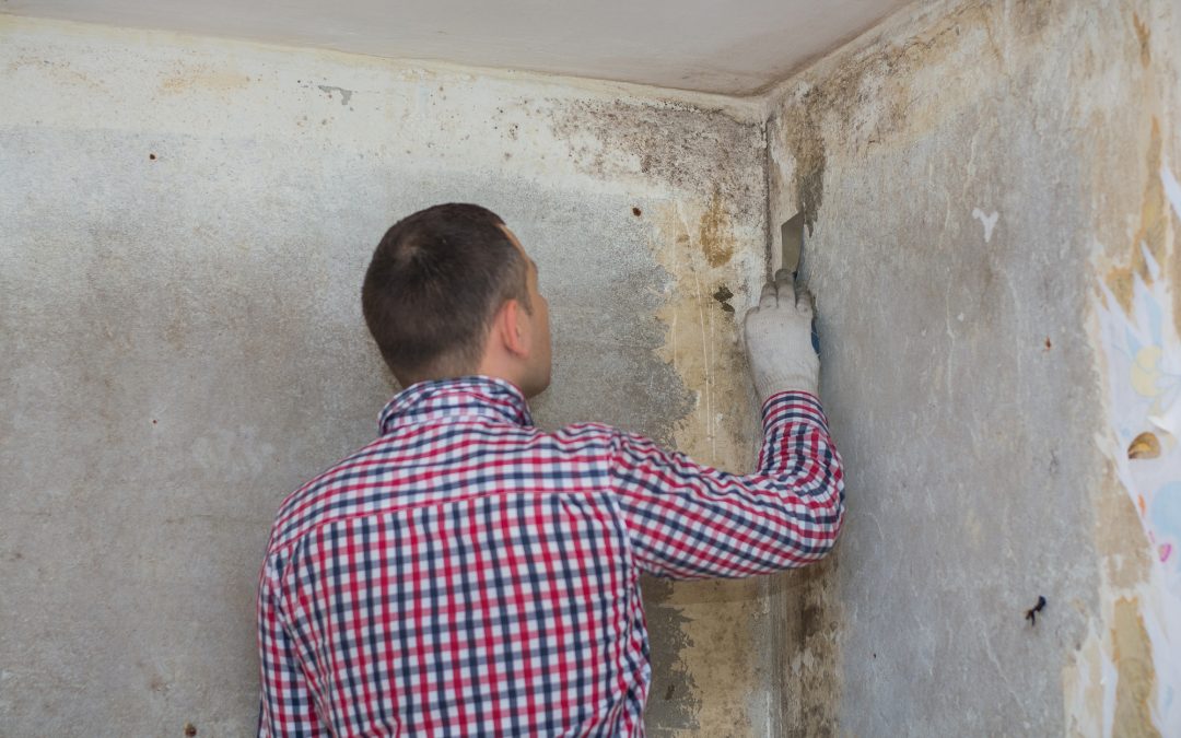 mold inspection & testing