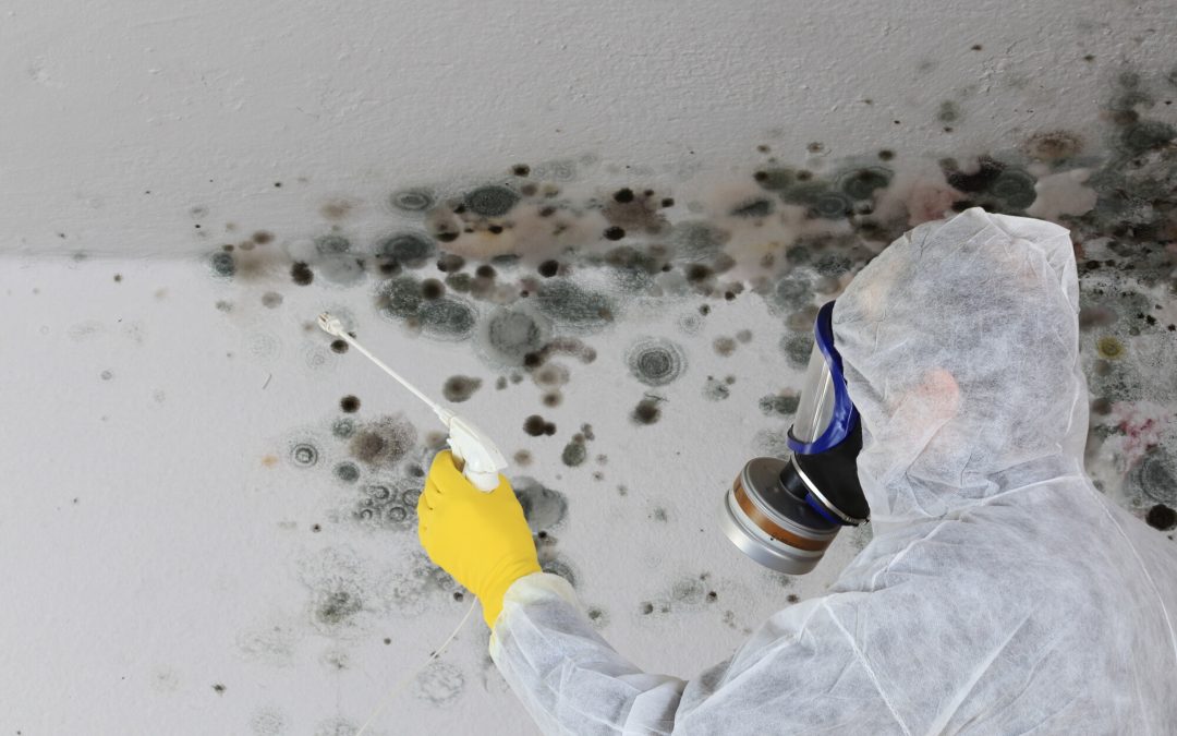 What Happens During Mold Remediation?