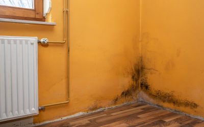 5 Signs You Need to Call a Mold Remediation Service