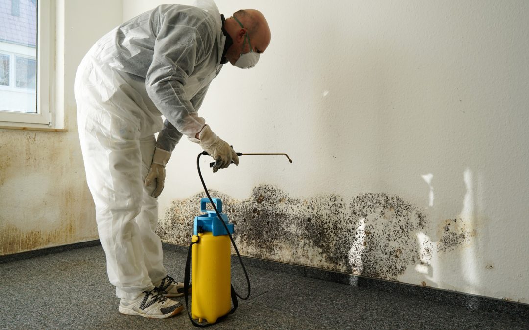 What are 5 Black Mold Removal Tips for Homeowners?