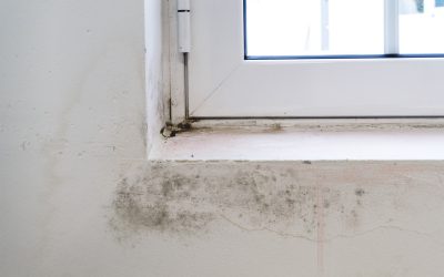Mold Repercussions: 5 Mold Exposure Symptoms You Don’t Want To Miss