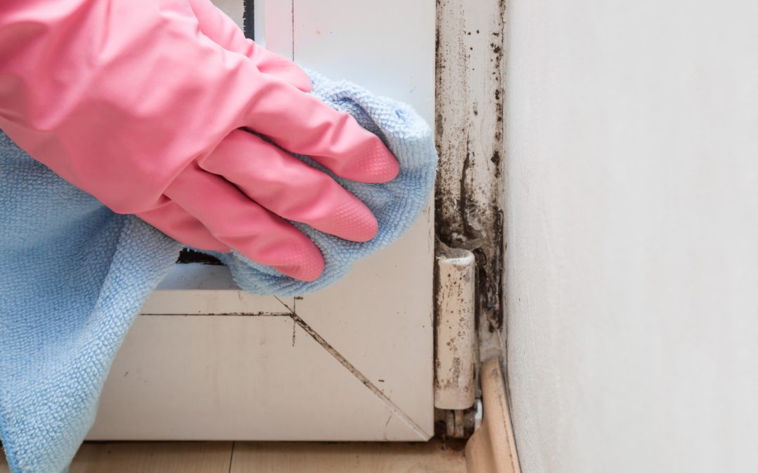 removing mold from a home