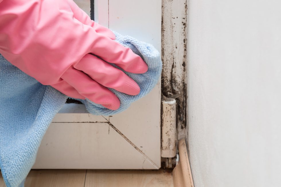 How to Remove Mold From a Home: The Different Cleanup and Removal