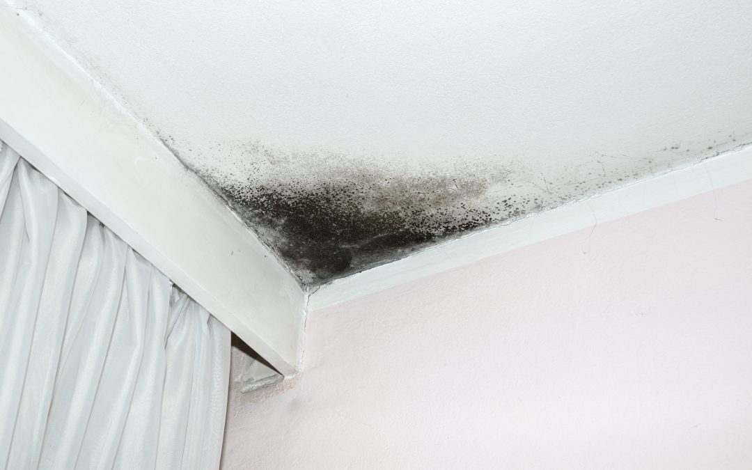 does mold die when it dries out