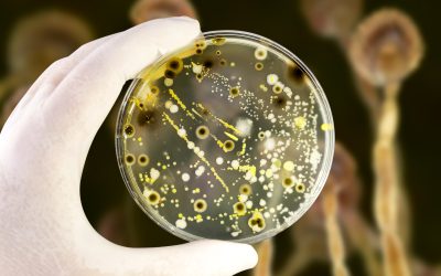 Mold Illnesses: Everything You Need to Know