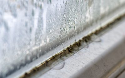7 Signs You Home Needs a Professional Mold Inspection