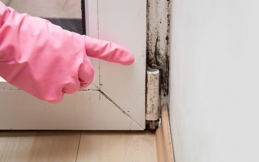 8 Signs You Need to Hire Mold Testing Services for Your Home