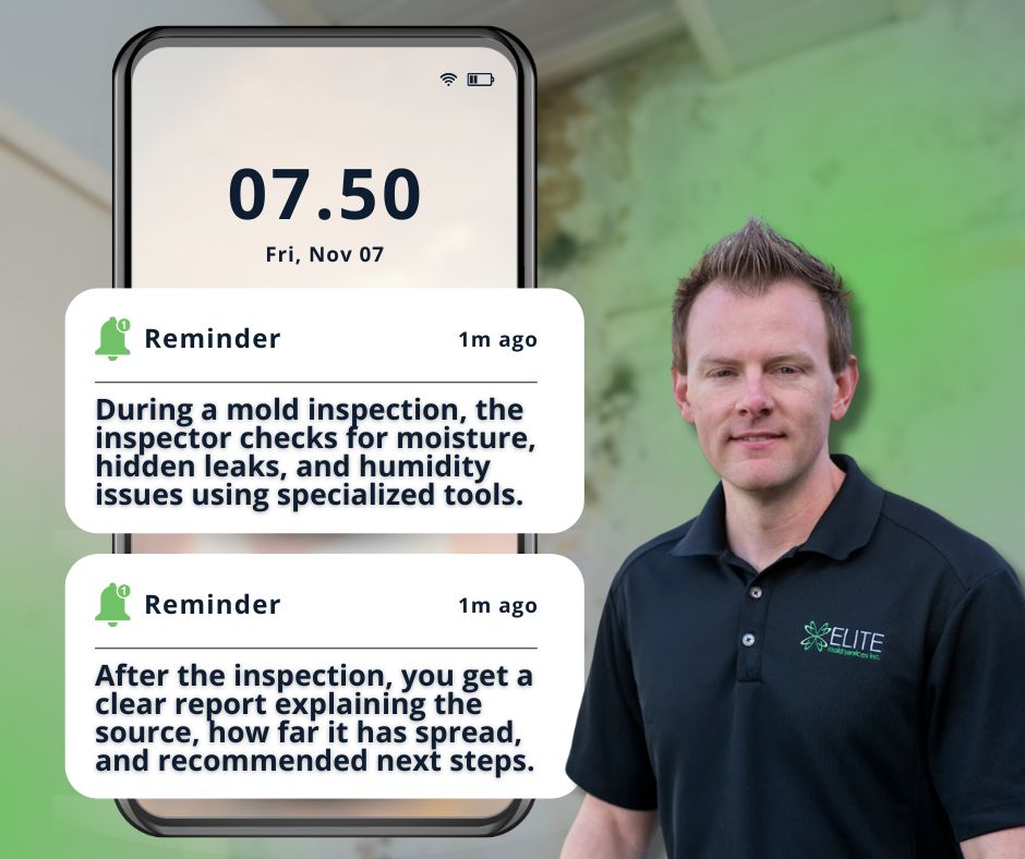 during and after home mold inspection expectations