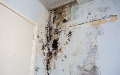 Mold in Crawl Space: How It Happens and Ways to Treat It