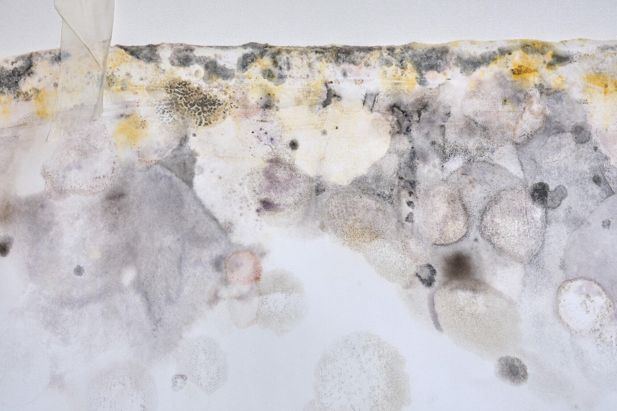 types of mold in homes