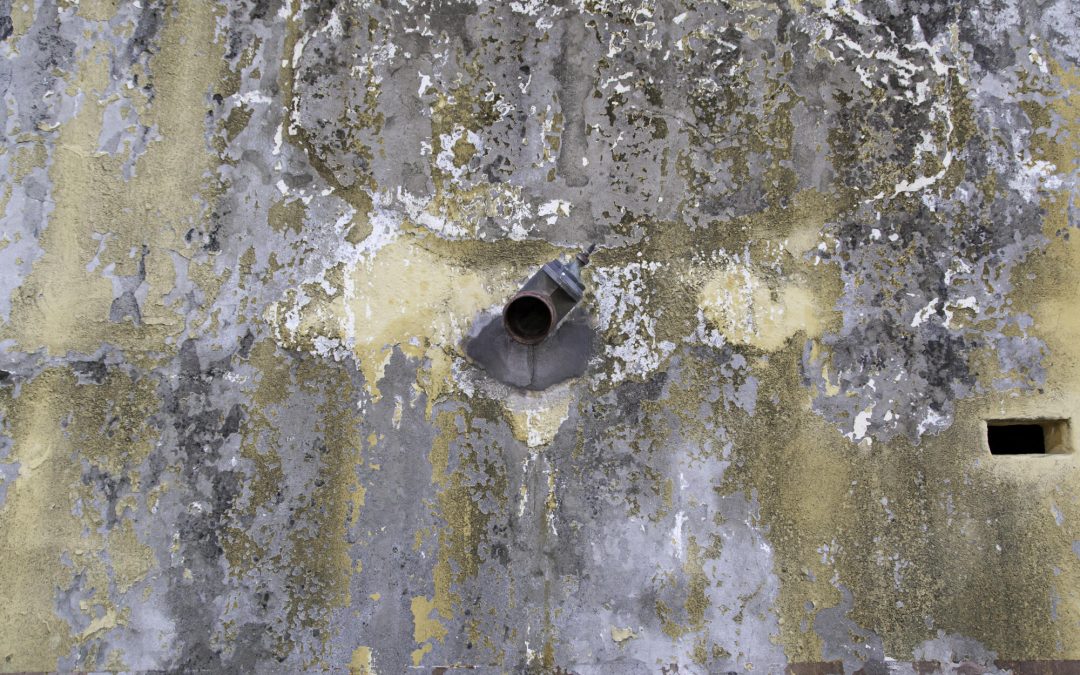 can mold grow on concrete