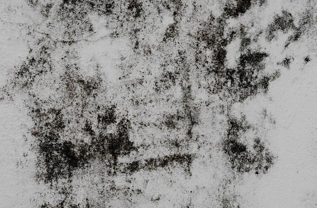 Understanding Mold Growth: How Fast Does Mold Really Grow?