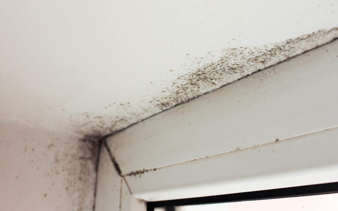 how to test for mold in air