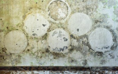 When Is the Best Time to Start Detecting Mold in Your Home?