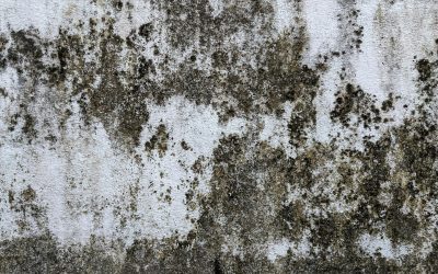 The Path to Mold Remediation: How to Clean Mold off Walls