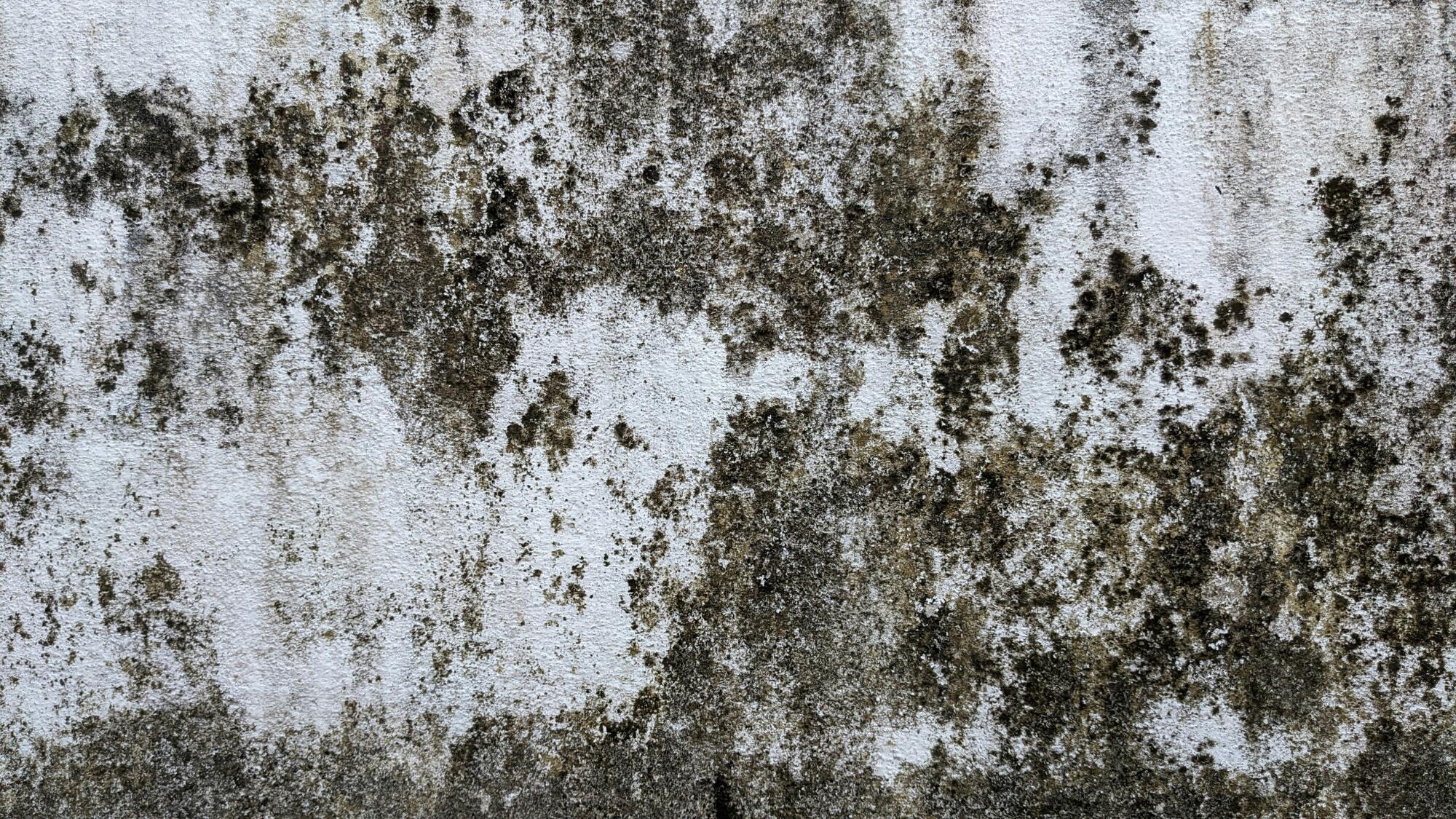 how to clean mold off walls