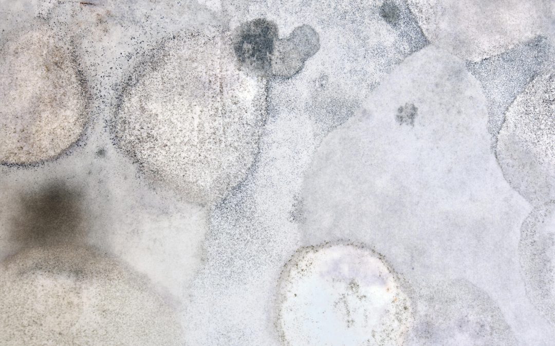 how does black mold form