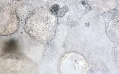 How Does Black Mold Form, and How Can You Prevent It?