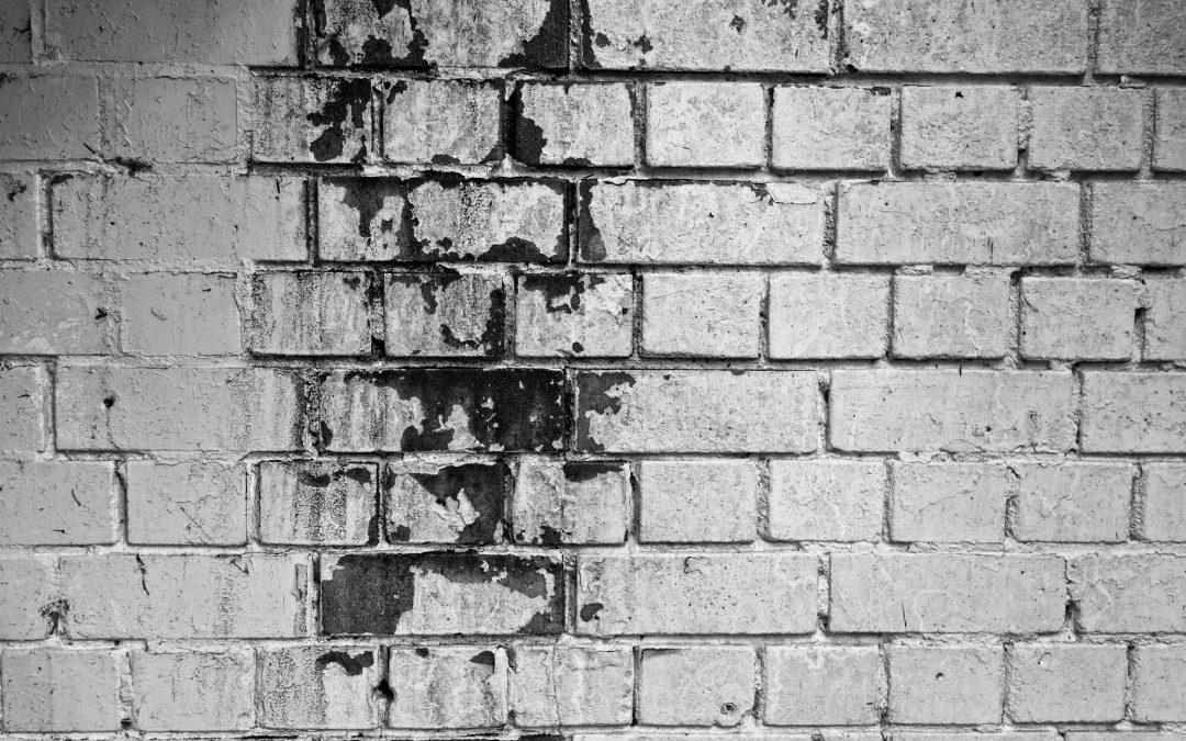 How Long Does It Take for Black Mold to Grow?