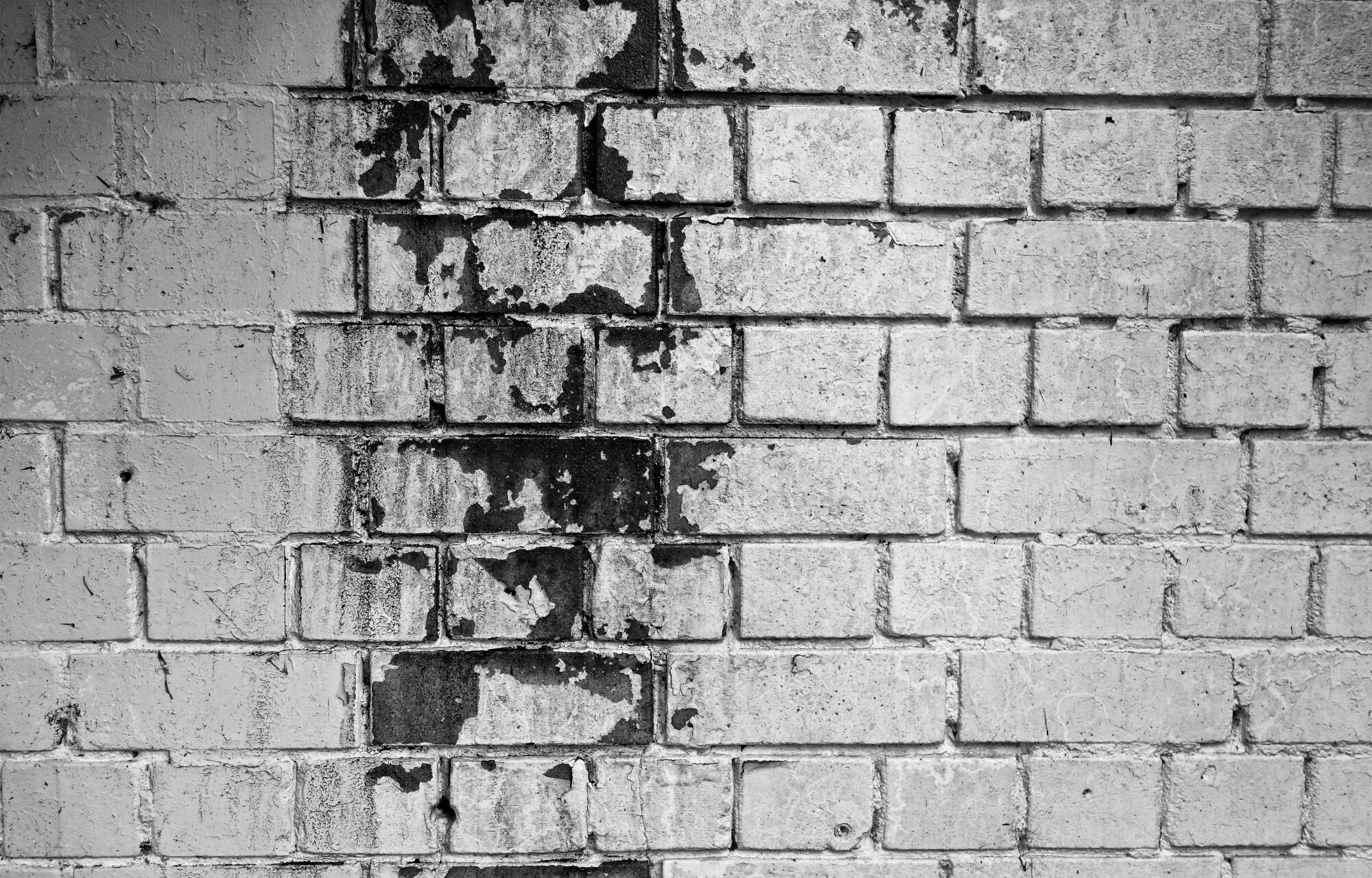 how long does it take for black mold to grow