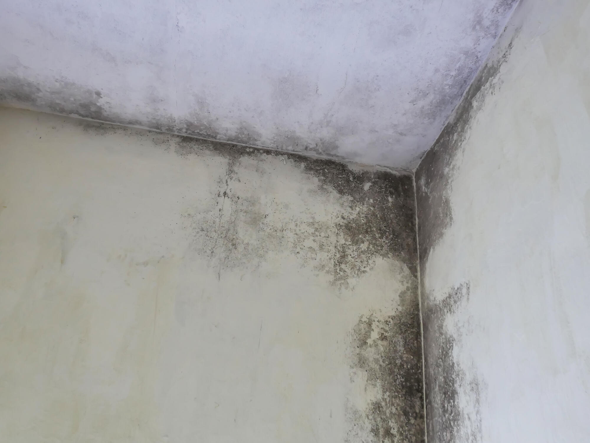mold testing cost