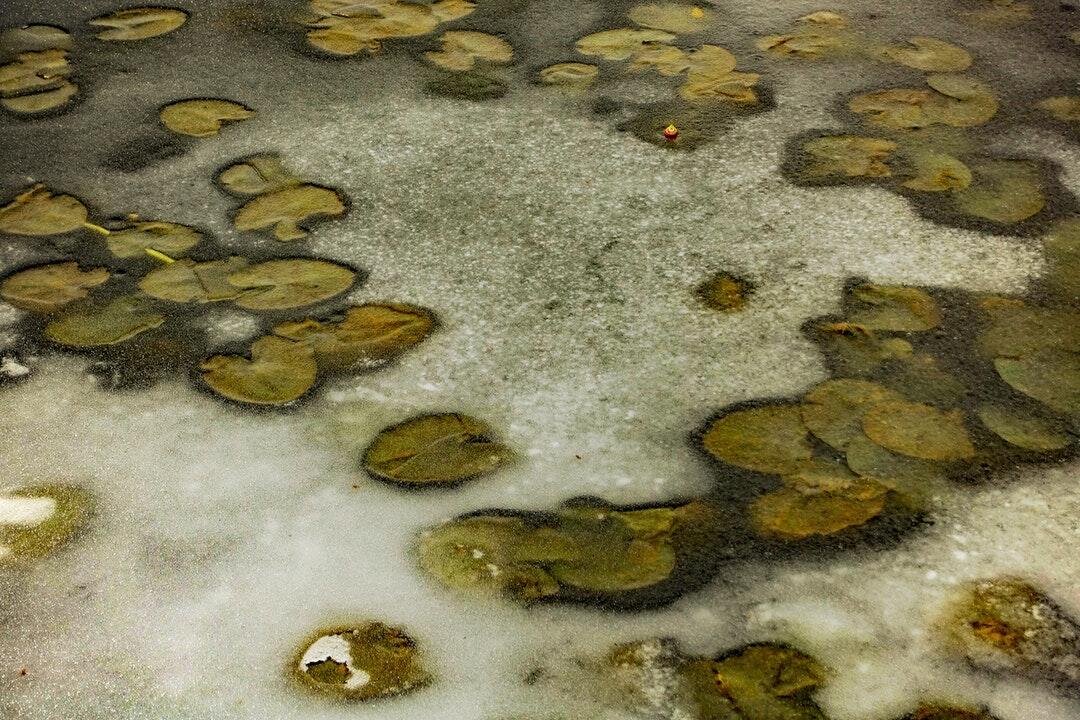 mold testing companies