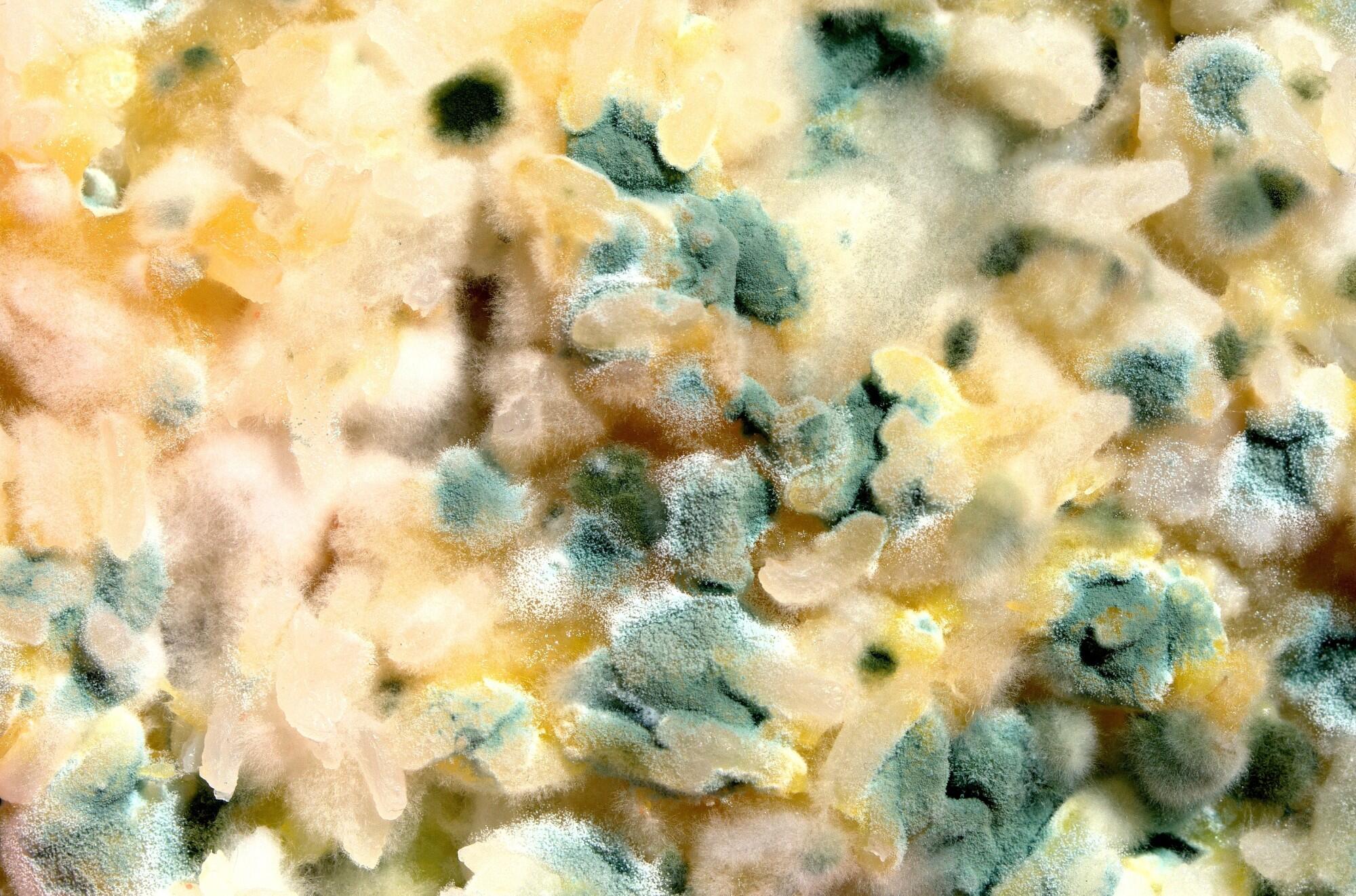 professional mold testing