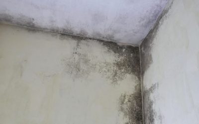 How Much Does Mold Testing Cost in Orlando, FL?
