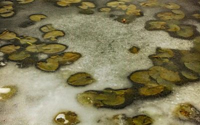 7 Must-Have Traits for Mold Testing Companies in Orlando, FL