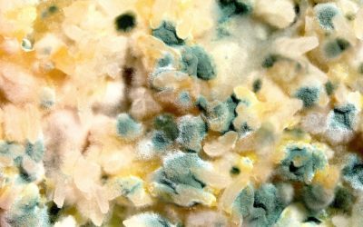 7 Signs You Need Professional Mold Testing
