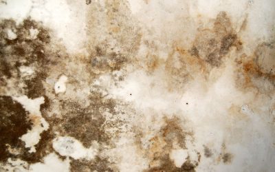 What Is Brown Mold & How Do Professionals Handle It?