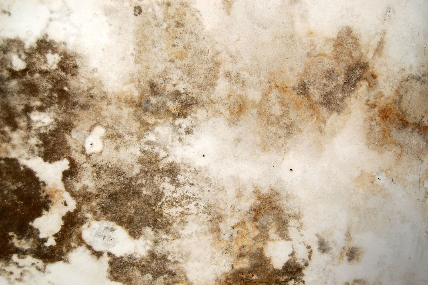 brown mold