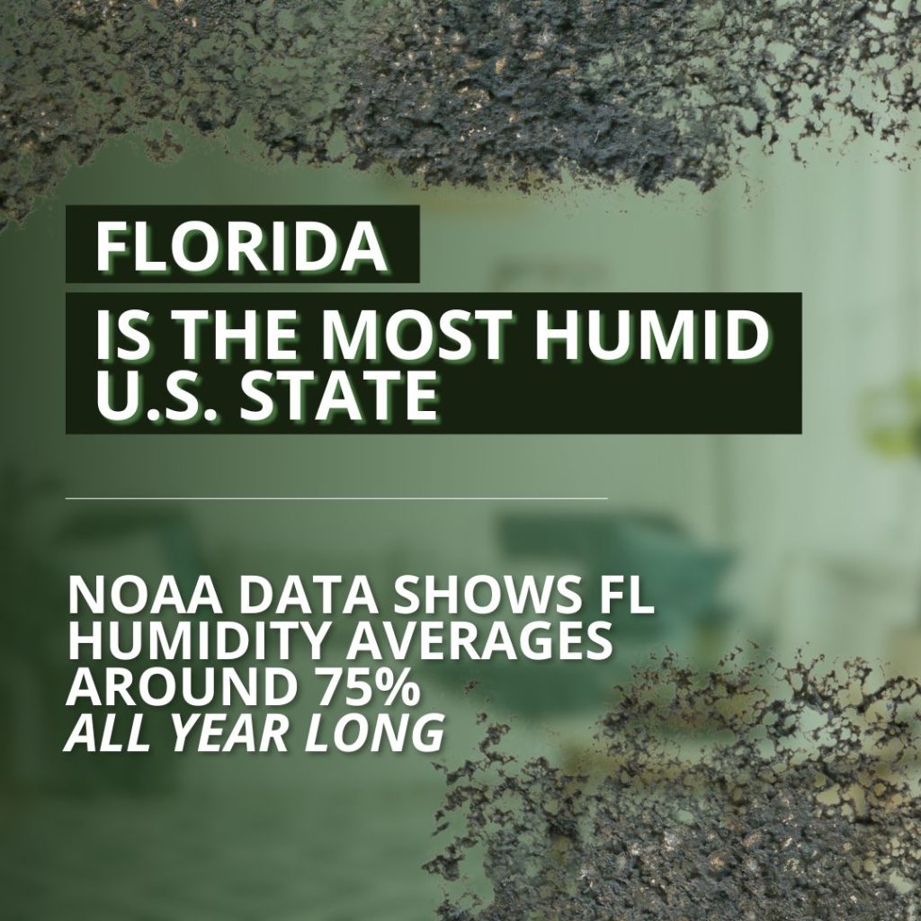 mold in florida brown mold stat