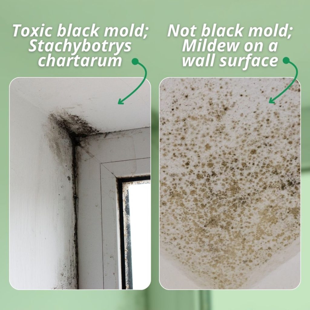 what does black mold look like inside a home