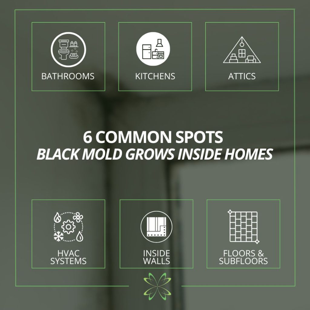 where black mold can commonly grow