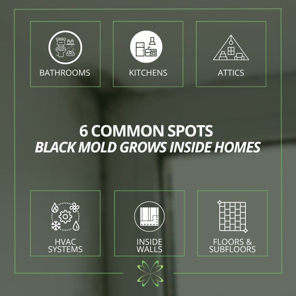 What Does Black Mold Look Like and Where Can It Grow? - Elite Mold Services
