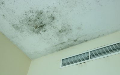 What Does Black Mold Look Like and Where Can It Grow?