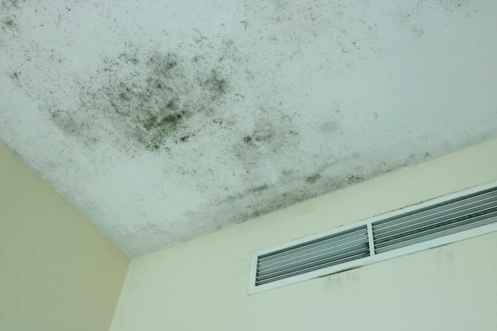 What Does Black Mold Look Like and Where Can It Grow? - Elite Mold Services