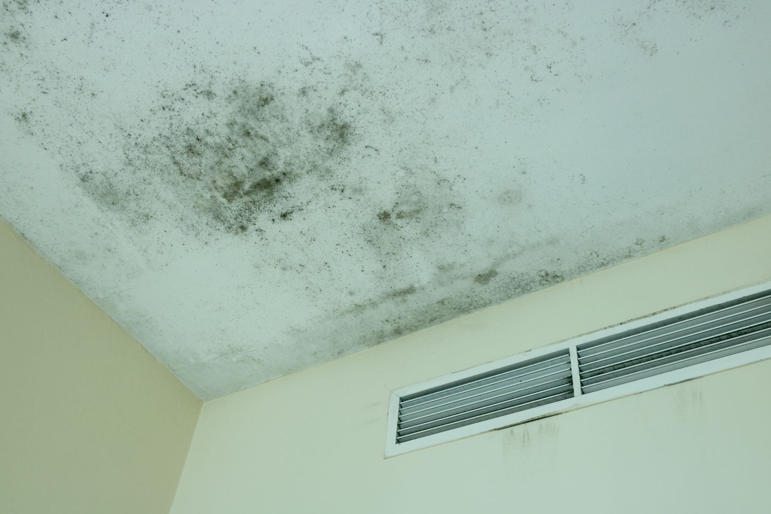 what does black mold look like