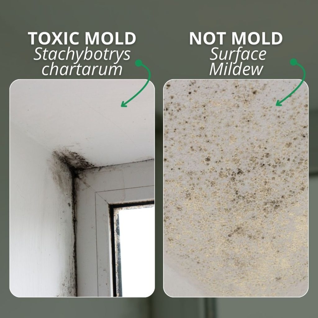 mildew is not the same as mold