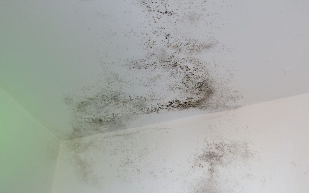 When is Mold Testing Necessary in Your Home?