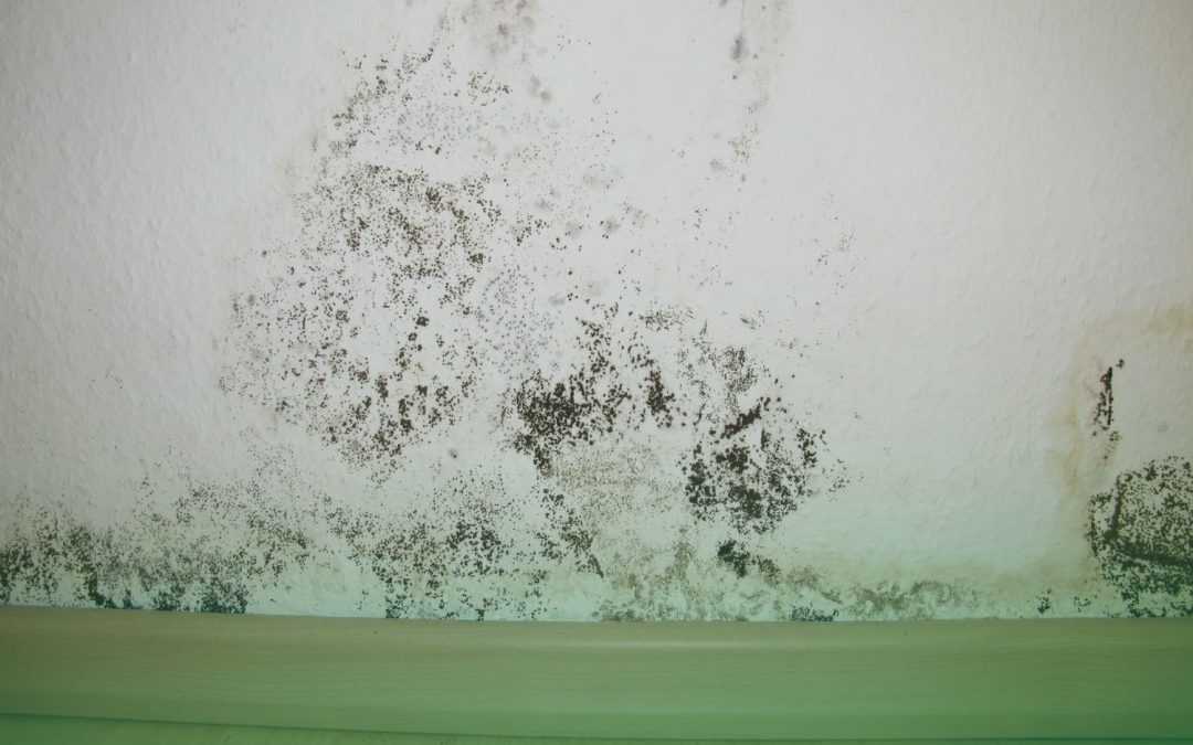 Black mold growing on a wall inside of a home as a visual of one of the most common types of mold in homes.