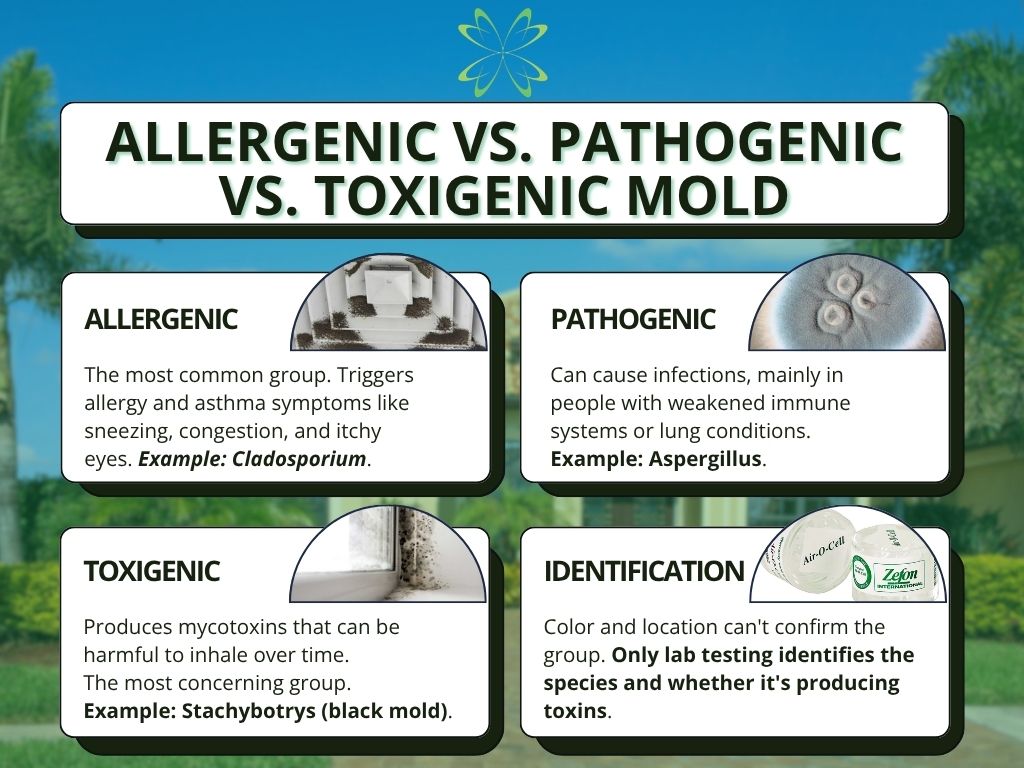 Comparison of allergenic, pathogenic, and toxigenic mold with examples Cladosporium, Aspergillus, and Stachybotrys, plus a note that lab testing confirms the type